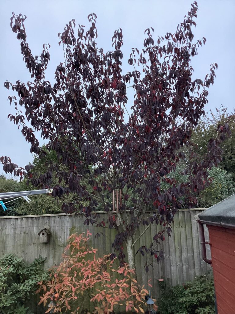 tree2