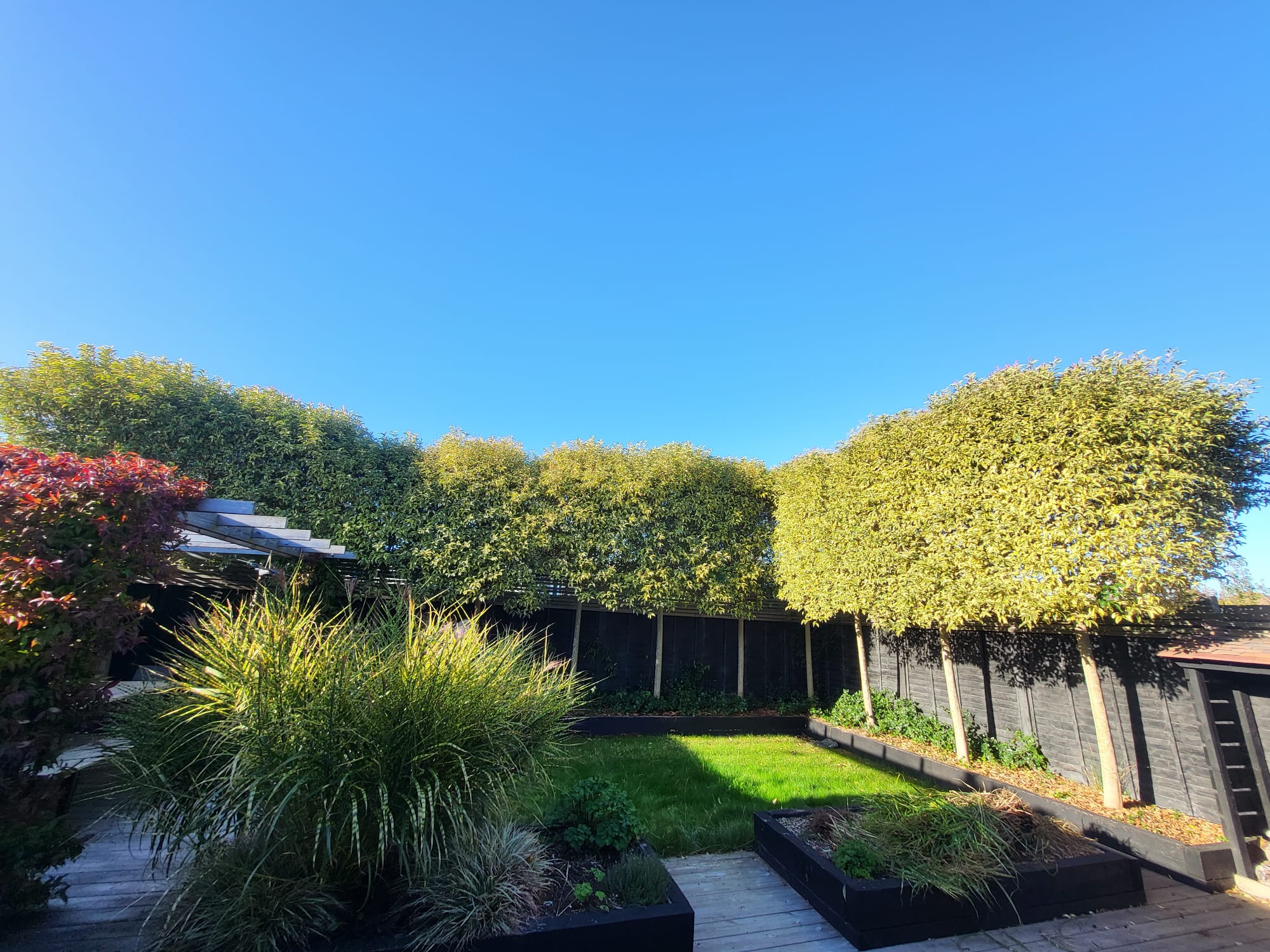 Modern garden with lawn, shaped trees, decking and raised borders