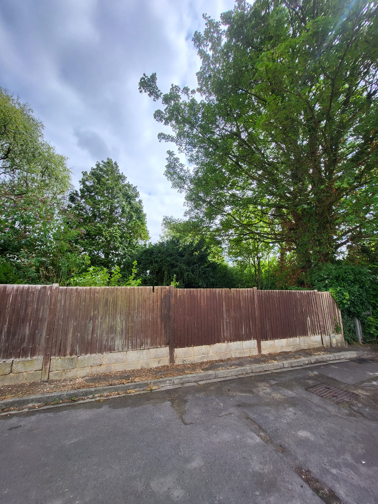 Trees and boundary line after trimming and clearance