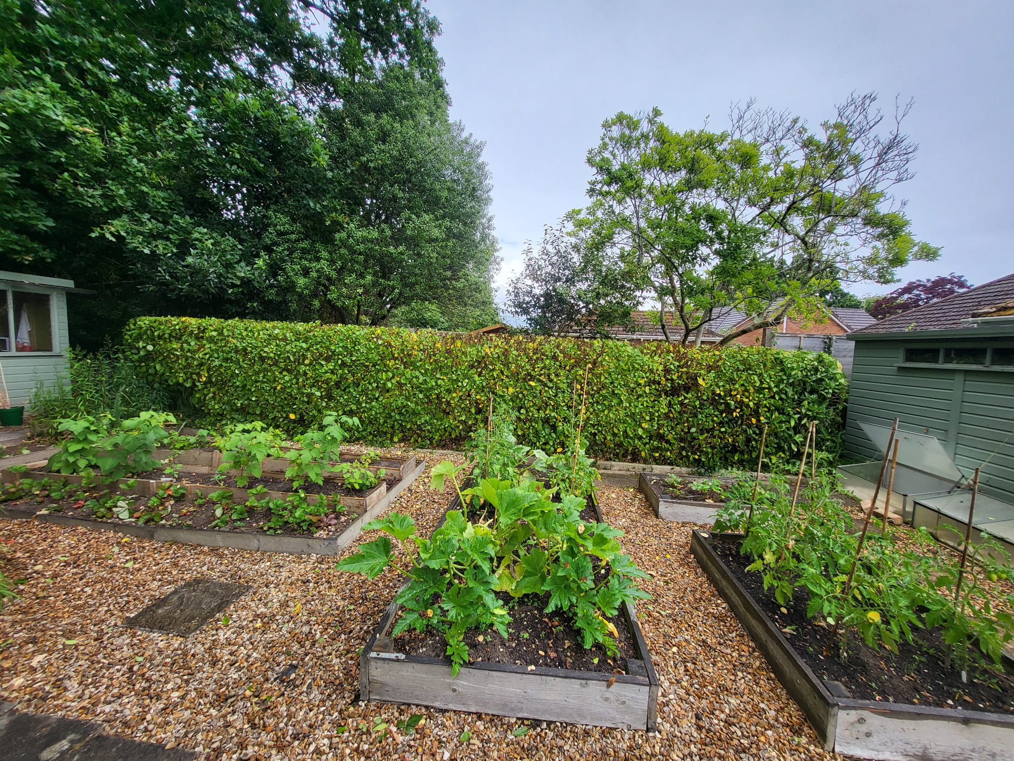 Vegetable garden with raised beds and gravel pathways