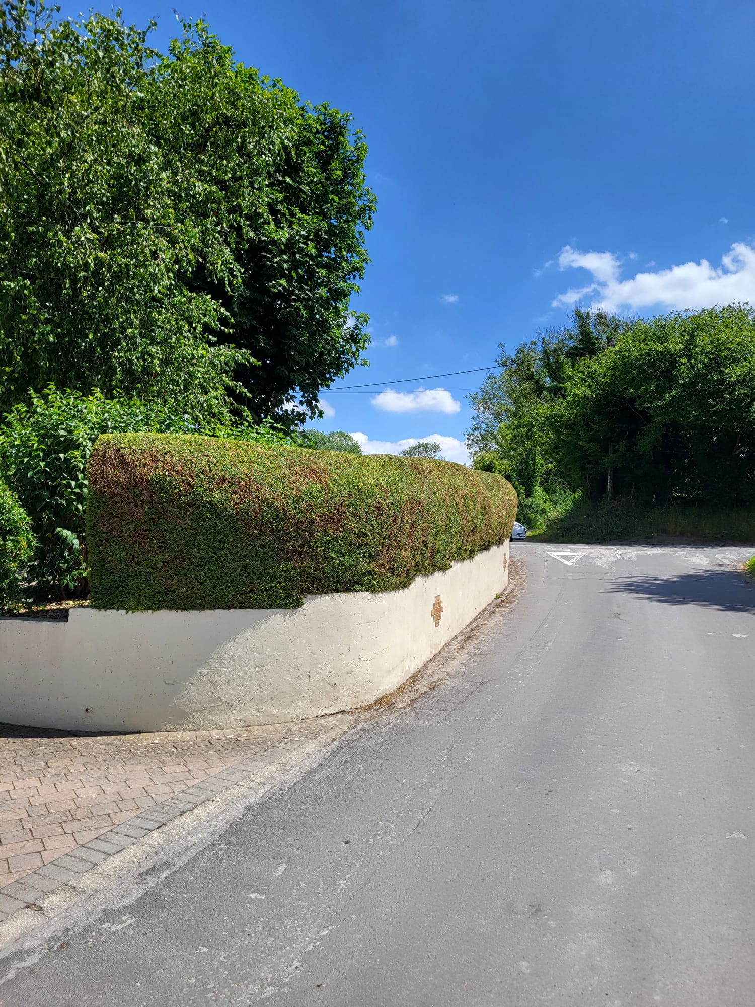 Long rounded hedge after trimming work