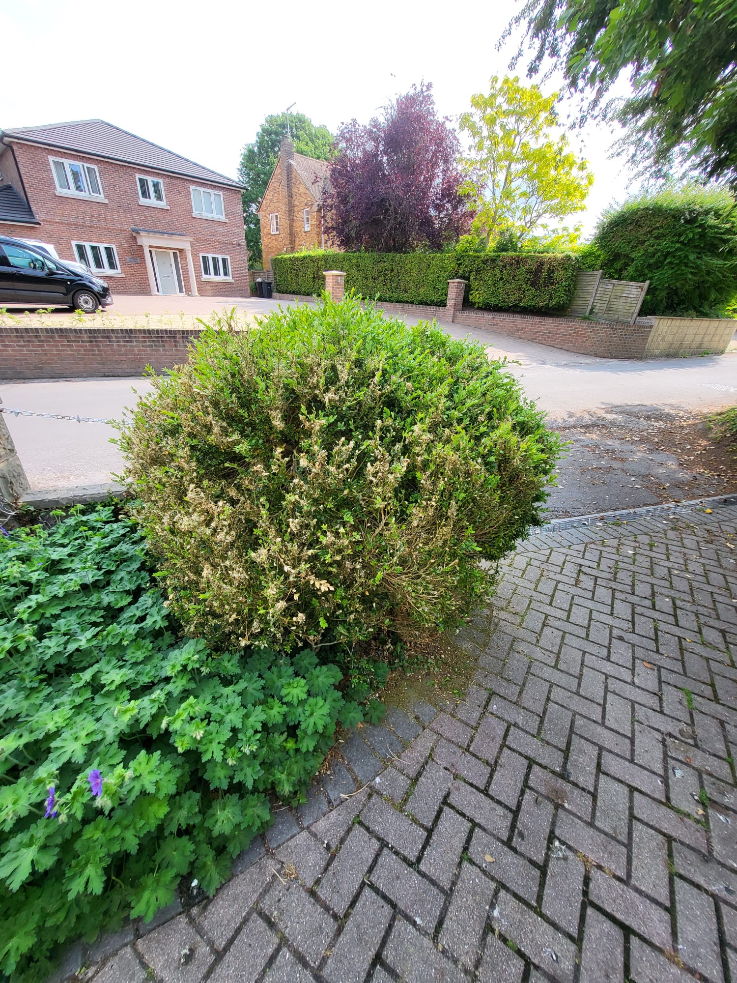 Front garden shrub and hedge maintenance